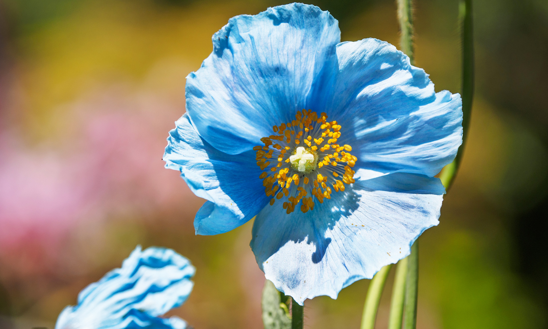 美しい花の画像 最高かつ最も包括的なブルー ポピー 花 言葉